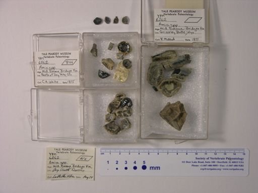 Amia sp.