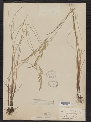 Festuca rubra