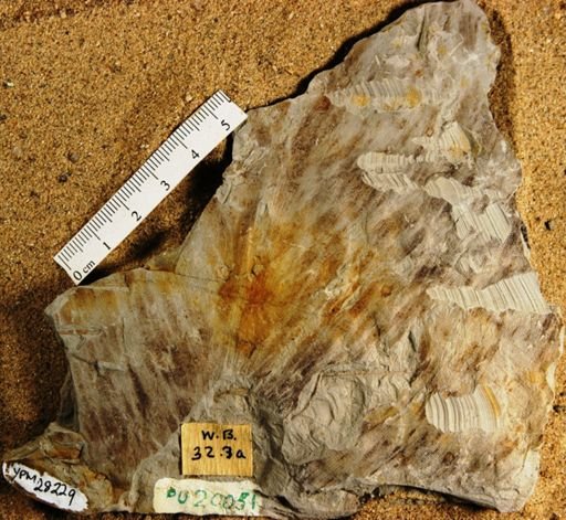 Zingiberopsis isonervosa