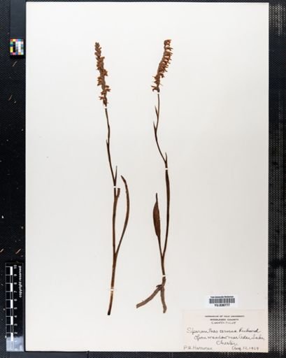 Spiranthes cernua