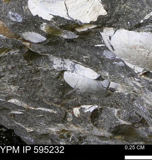 Protocardia sp.