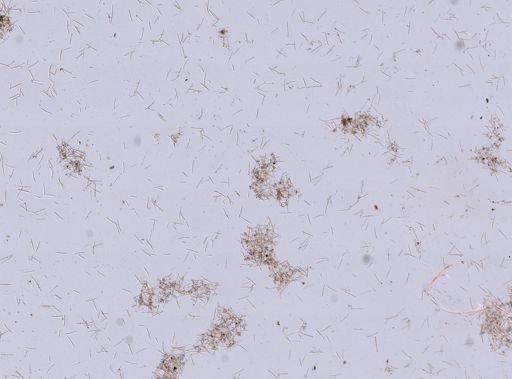 Haliclona oculata