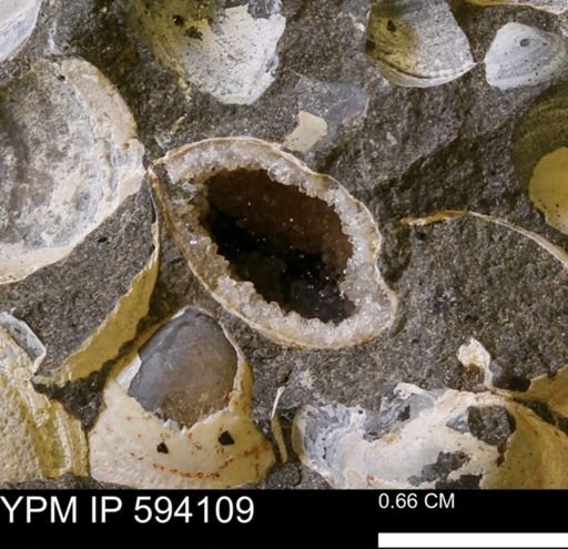 Limopsis? striatopunctatus