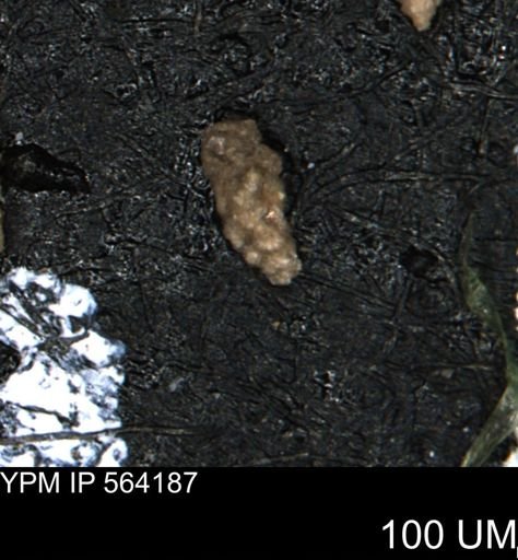 Verneuilina canadensis
