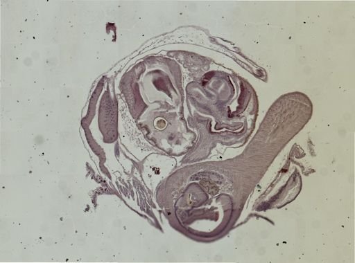 Opisthobranchia