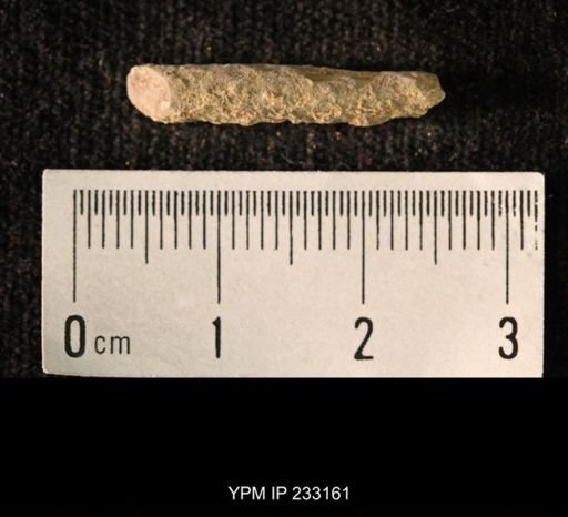 Archaeocidaris sp.