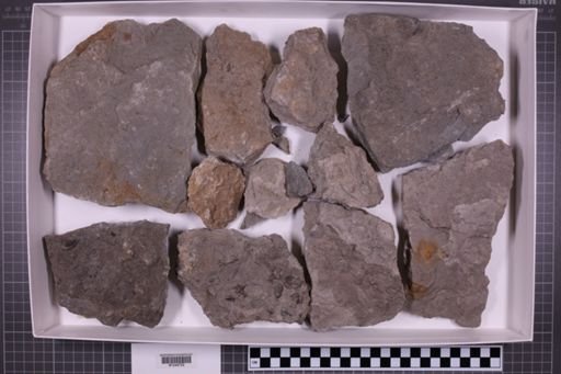mixed taxa, stratigraphic collection