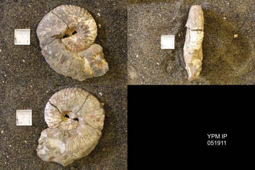 Hoploscaphites comprimus