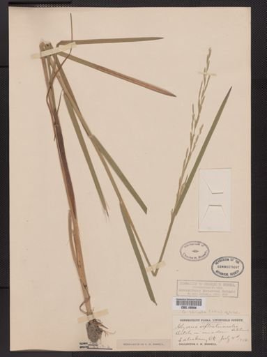 Glyceria striata