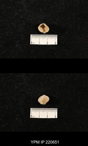 Dielasma sp.