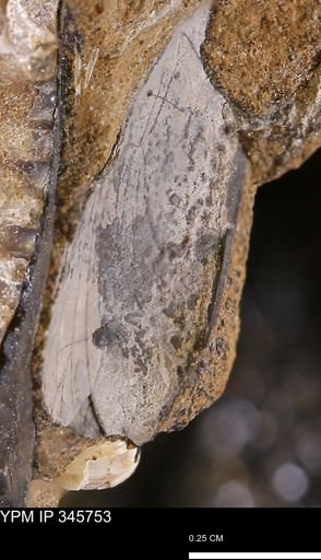 undet. Mollusca