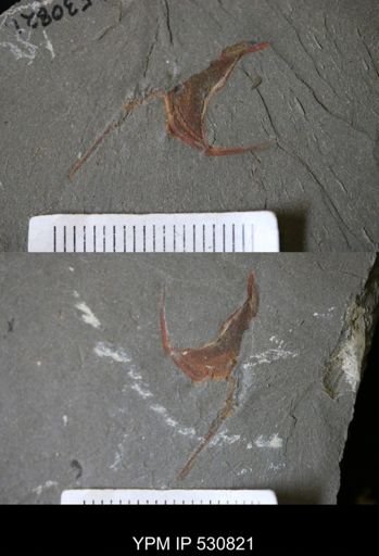 Thoralicystis sp.