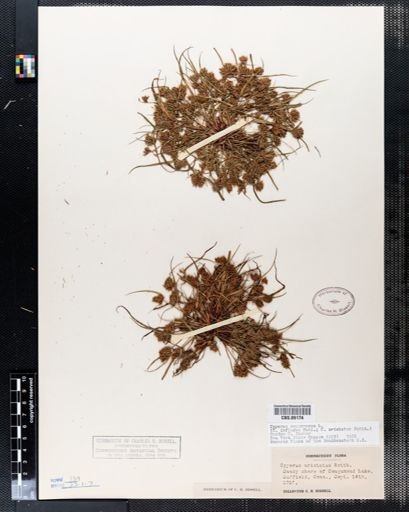 Cyperus aristatus