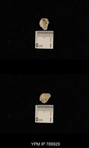 undet. Brachiopoda