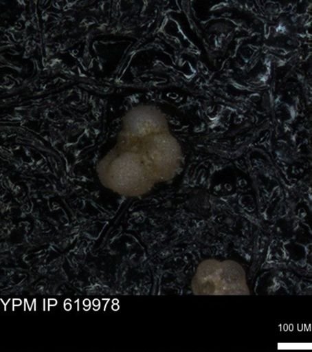 undet. Rugoglobigerinidae