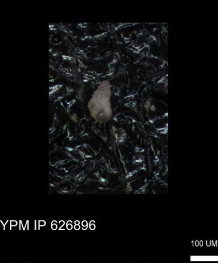 undet. Heterohelicidae