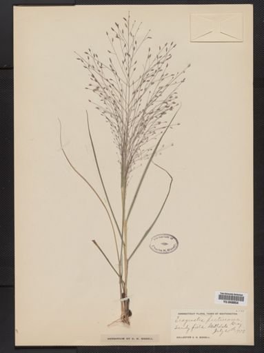 Eragrostis pectinacea