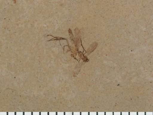 undet. Diptera