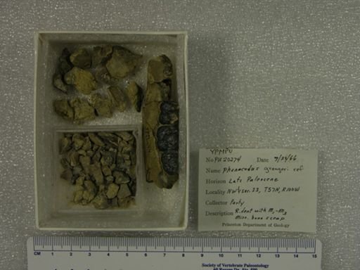 Phenacodus grangeri