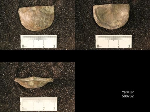 Strophomena planumbona