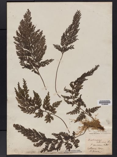 Trichomanes