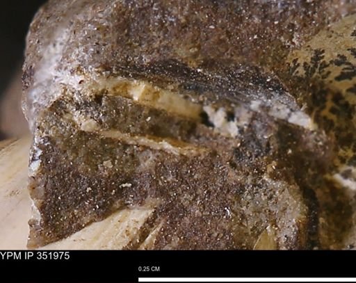 undet. Mollusca