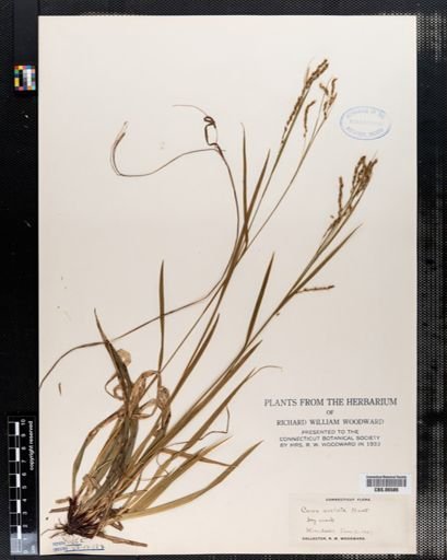 Carex arctata
