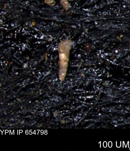 Verneuilinoides kansasensis