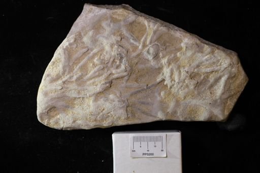 Chondrites lycopodioides