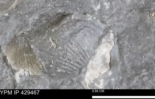 Devonochonetes sp.