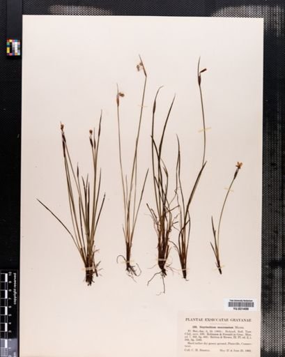 Sisyrinchium mucronatum