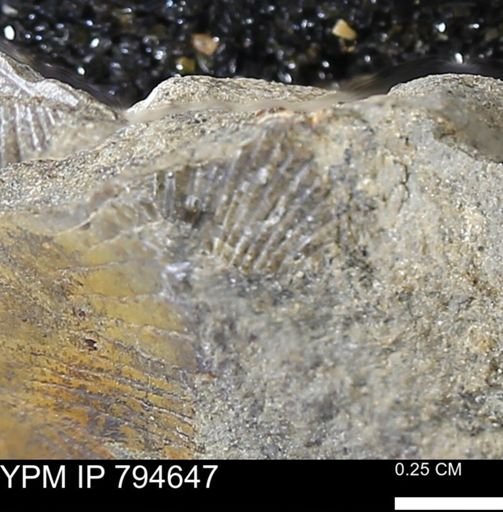 Hoploscaphites sp.