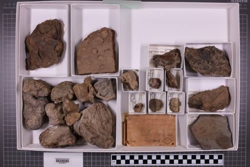 mixed taxa, stratigraphic collection
