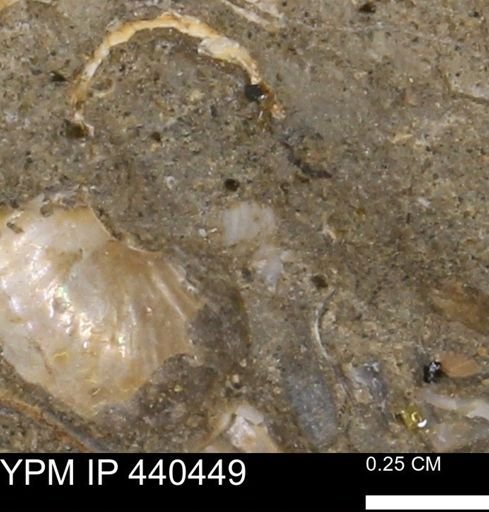 Protocardia subquadrata