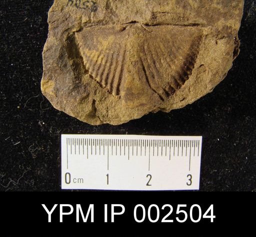 Spinocyrtia ostiolatus