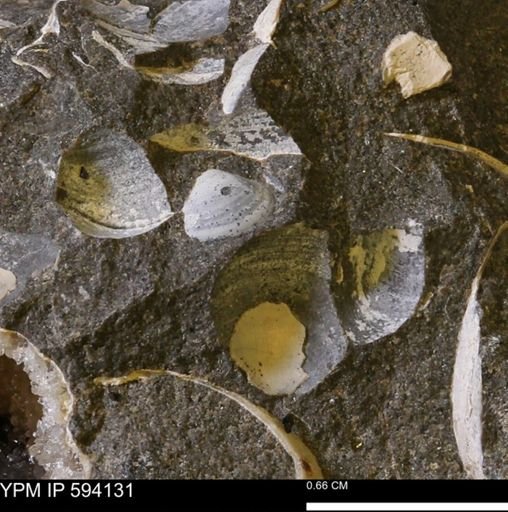 Limopsis? striatopunctatus