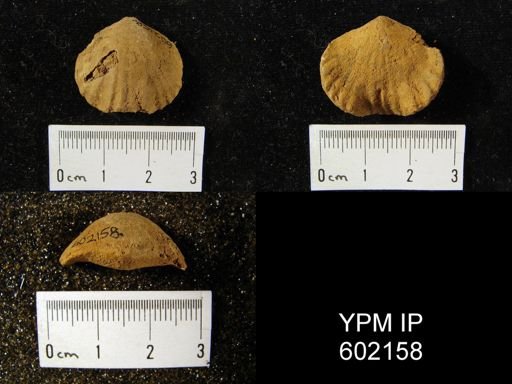 Eatonia medialis