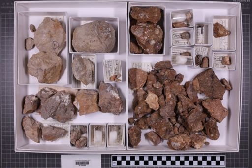 mixed taxa, stratigraphic collection