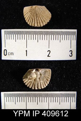 Hesperorthis sp.