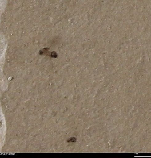 undet. Hymenoptera
