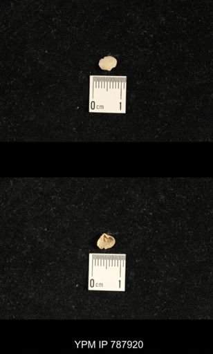 Brachiopoda