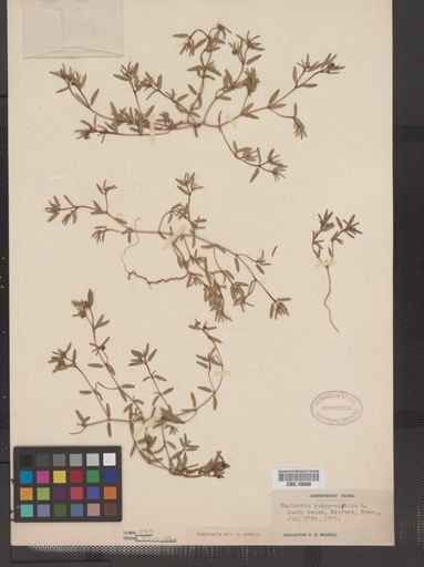 Euphorbia polygonifolia