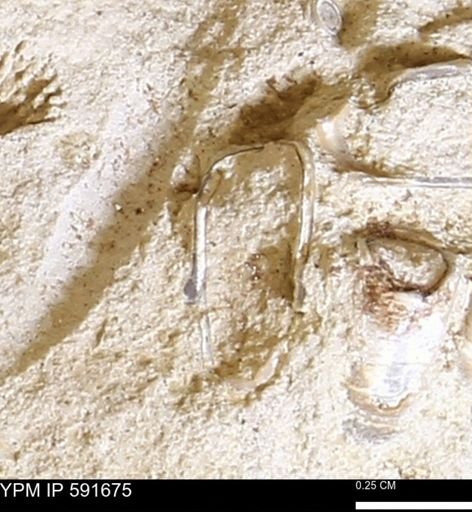 Serpulidae