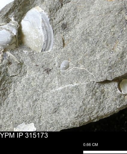 undet. Gastropoda