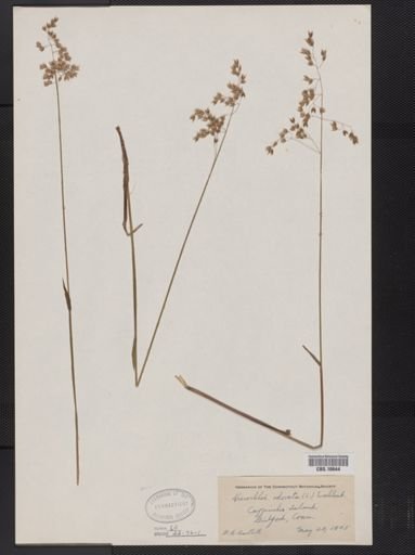 Anthoxanthum nitens