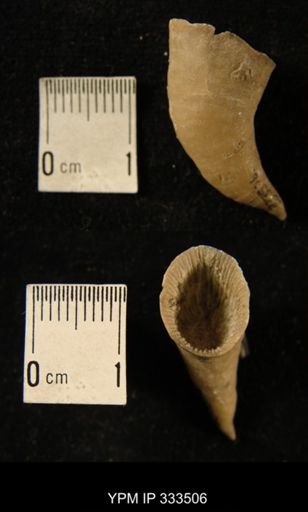 Zaphrentis cf. conulus