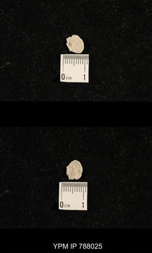 undet. Brachiopoda