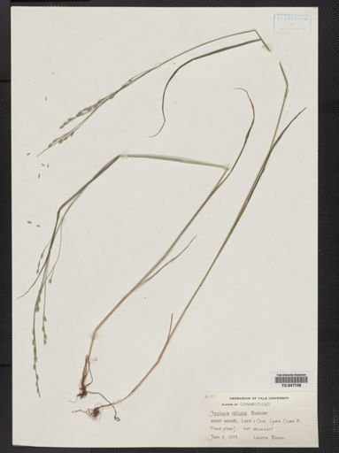 Festuca subverticillata