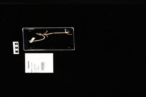 Bolitoglossa dofleini