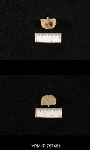 undet. Brachiopoda
